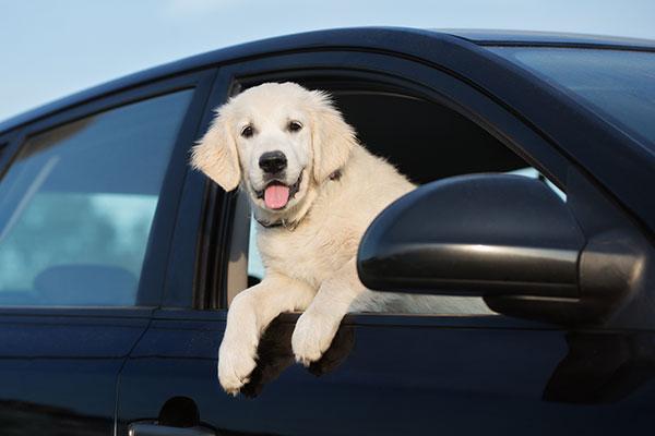 Pet in Car