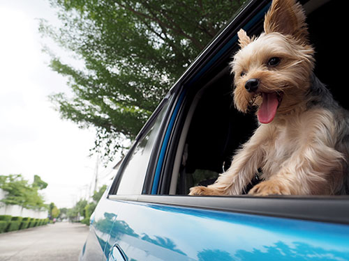 Pet in Car